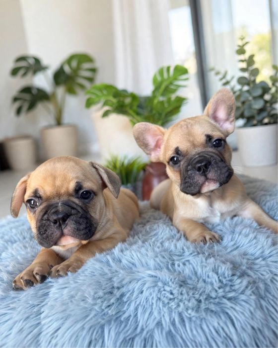 Bulldog Francês - Macho e Femea Fawn