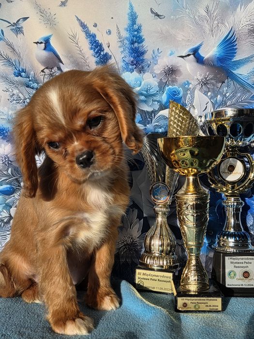 Cavalier King Charles Spaniel piesek z rodowodem