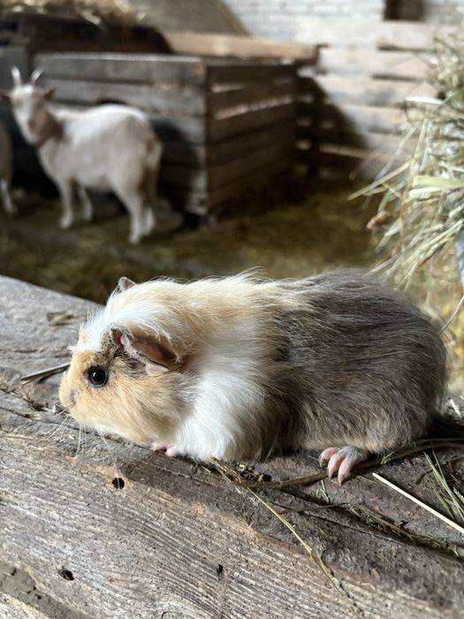 świnka morska samiczka