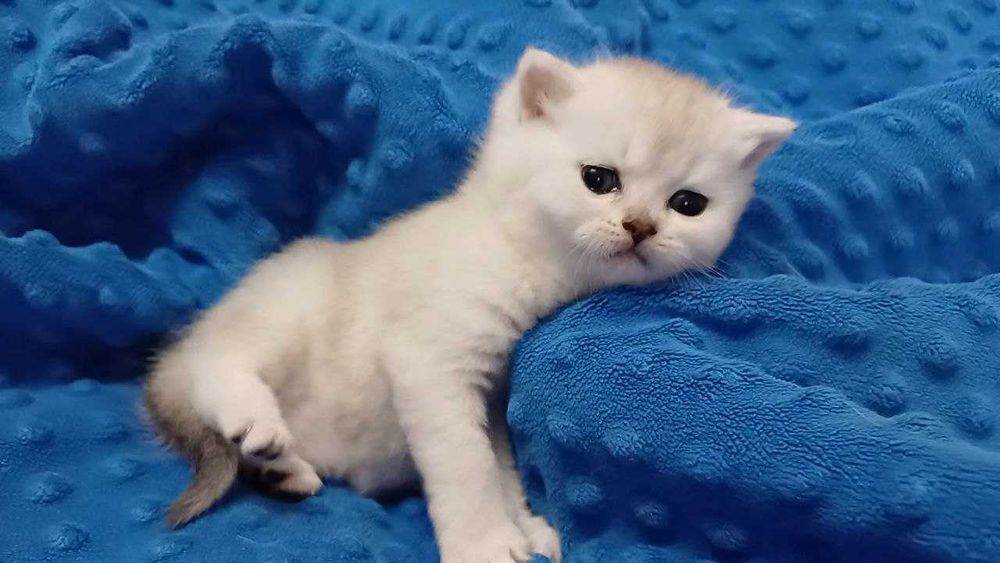 Милі янголятка срібних шиншил.