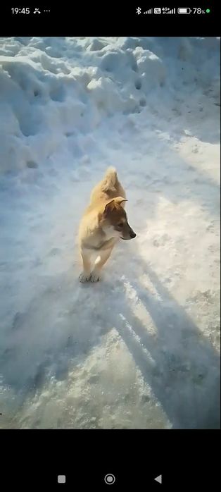 Продам щенят лайка