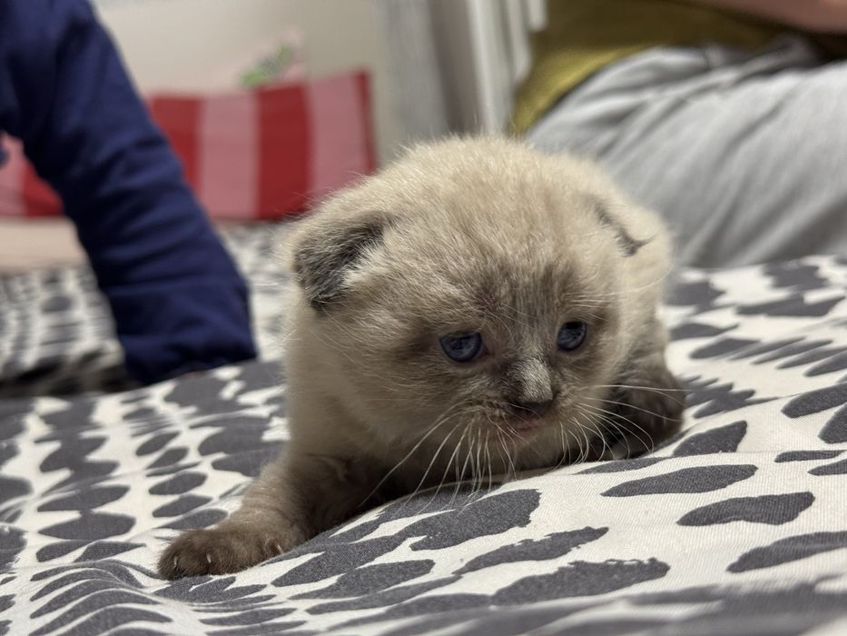 Котята идут дом