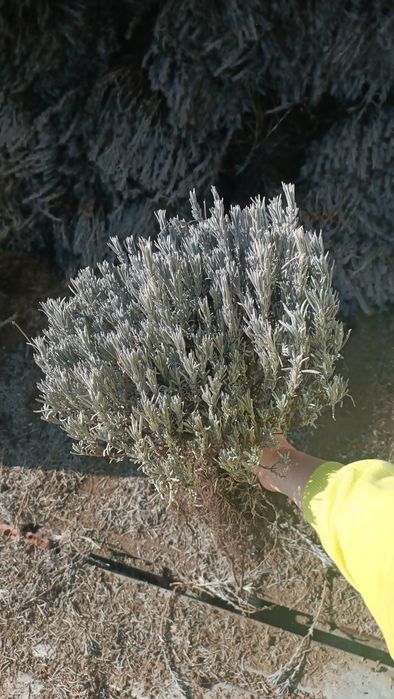 Лаванда. Саджанці лаванди. Супер пропозиція