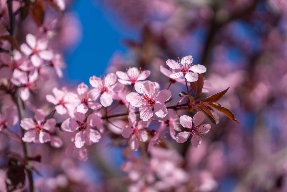 Sony 16-70mm f/4 ZA Vario-Tessar T* OSS ZEISS • E-mount • NEW