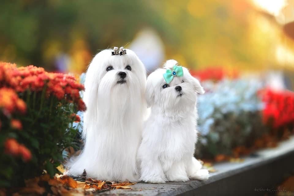 Кукольные малыши от чемпионов