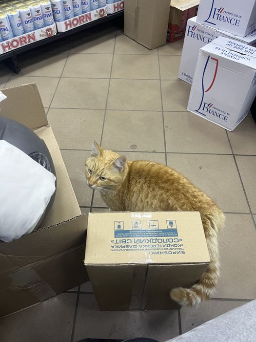 СРОЧНО! Отдадим очень ласкового котика