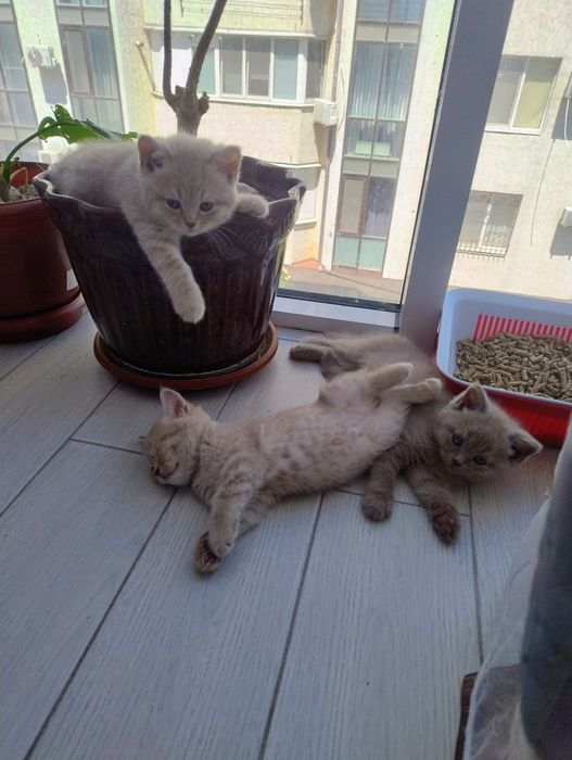 Шотландські кошенята