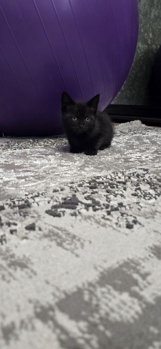 Британские котята