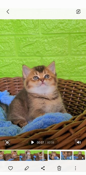 Медвежонок золотой плюшевый Девочка