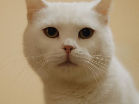 Пристраиваем в добрые руки.