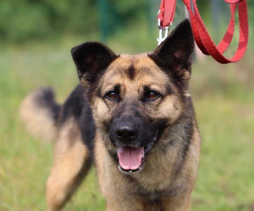 duży przyjazny pies czeka na dom