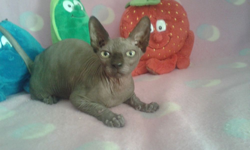 Sfinkr- reproduktor krycie