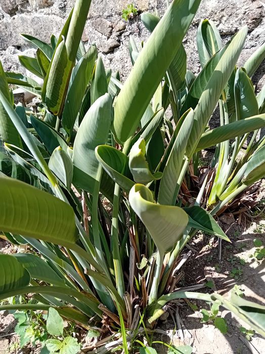 Estrelicias em planta