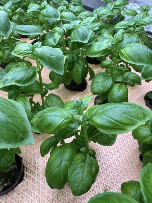 Продається бізнес міні-агроферма