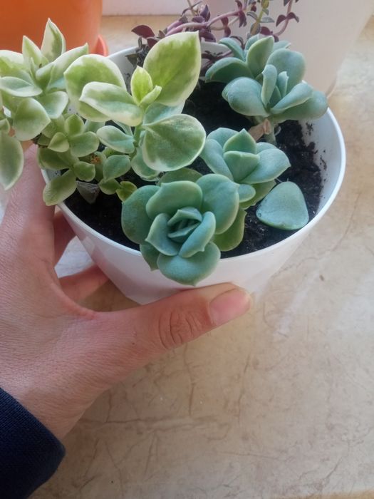 Монвіллея,спатифілум, ехеверії,сукуленти