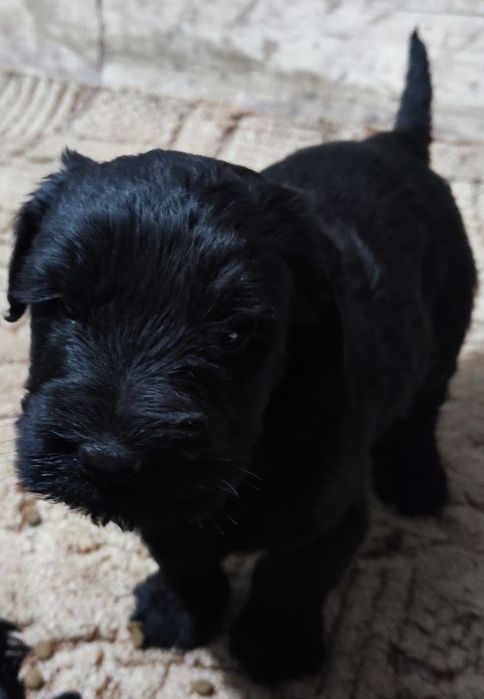 Sznaucer olbrzym pies