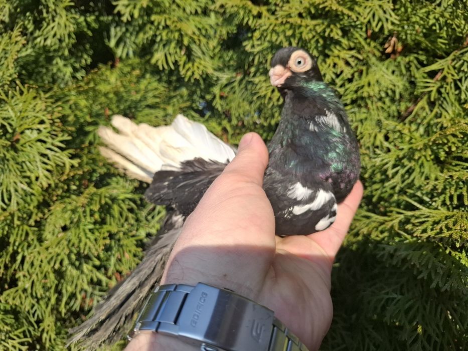 Sprzedam samca rabo czarnego