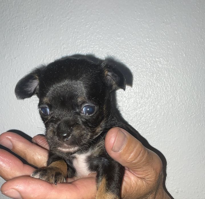 chihuahua miniatura