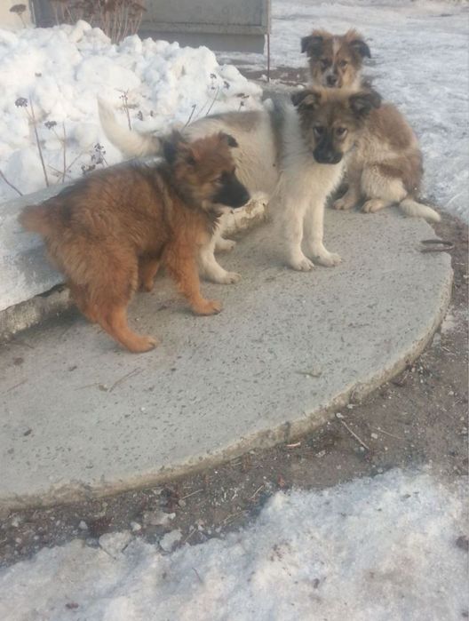 Красуні шукаю  свої родини/ стерилізація за наш рахунок