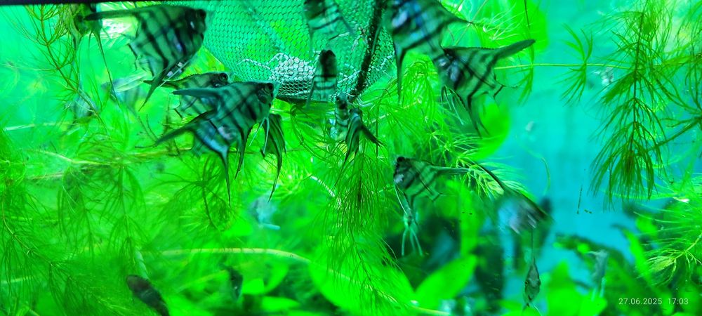 Скалярии разных размеров