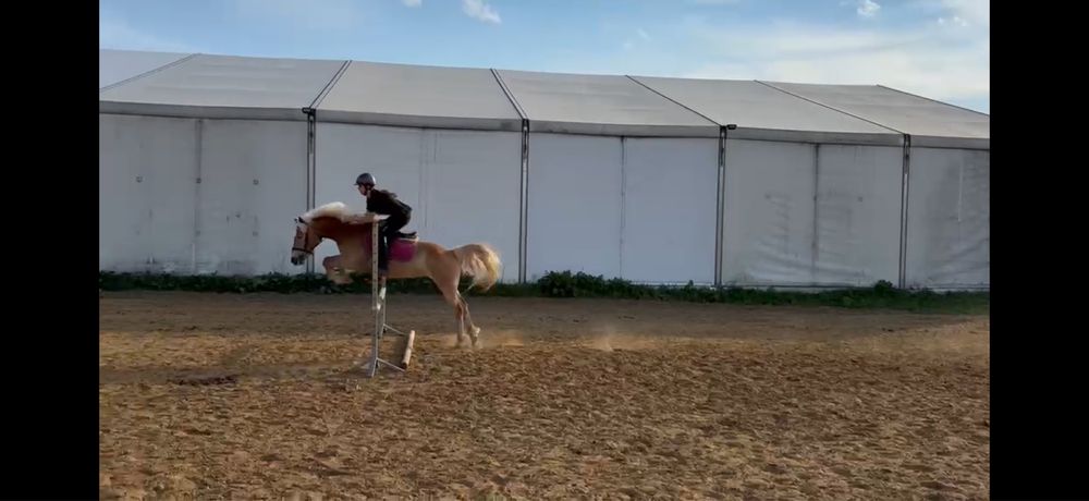 Klacz haflinger do  małego sportu