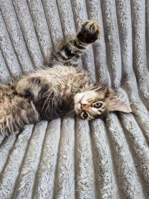 Jagna Kotka Maine Coon