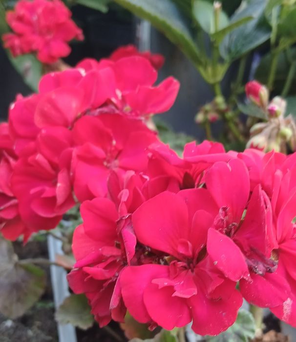 Sadzonki Pelargonii na balkon taras do doniczek lub na rabate kwitną do jesieni