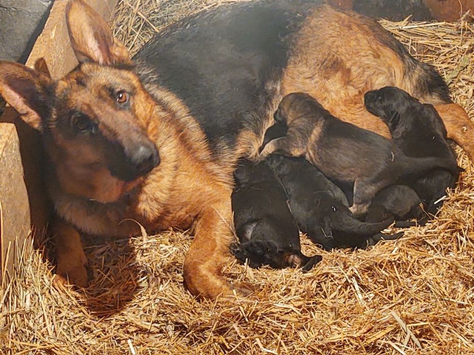 Бронь цуценят Німецької вівчарки