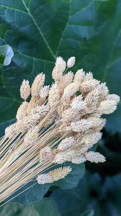 Сухоцвіт фаляріс