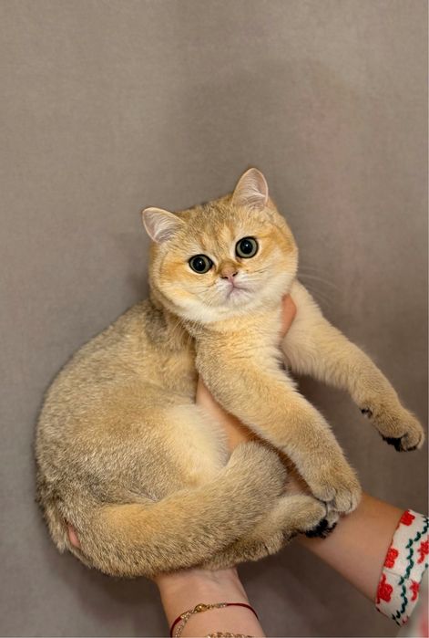 Красавица золотая шиншилла