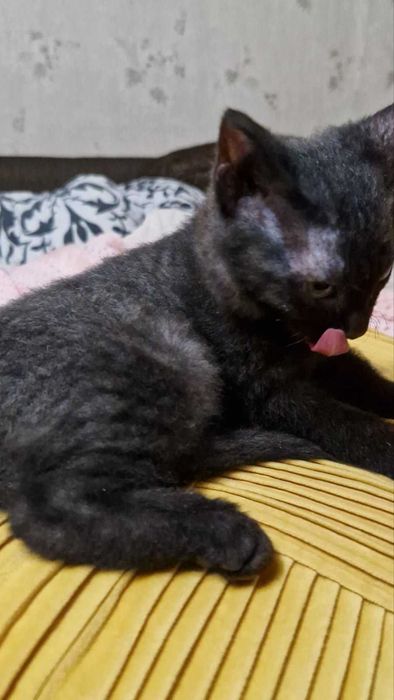 Кошеня дівчинка 2,5 місяці