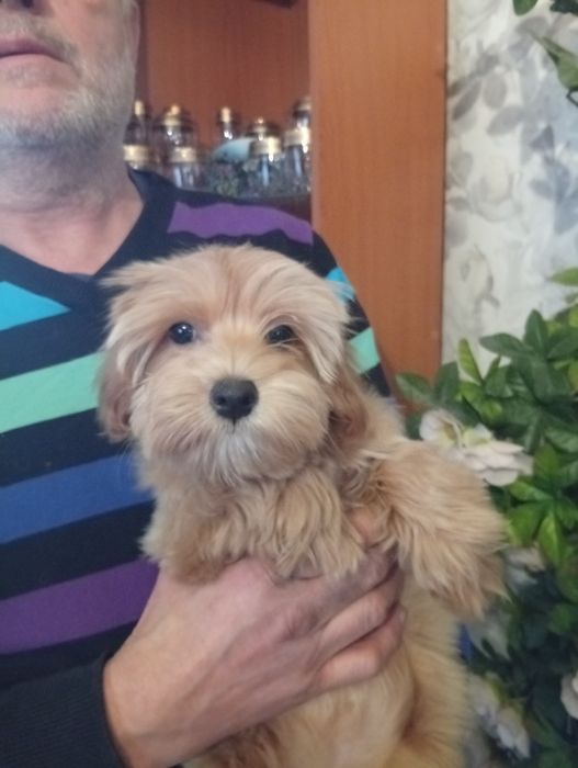 Дівчинка мальтіпу.