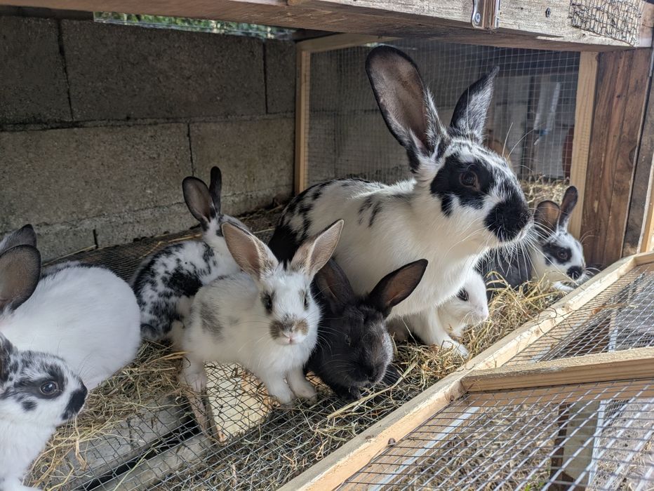 Conejos en venta