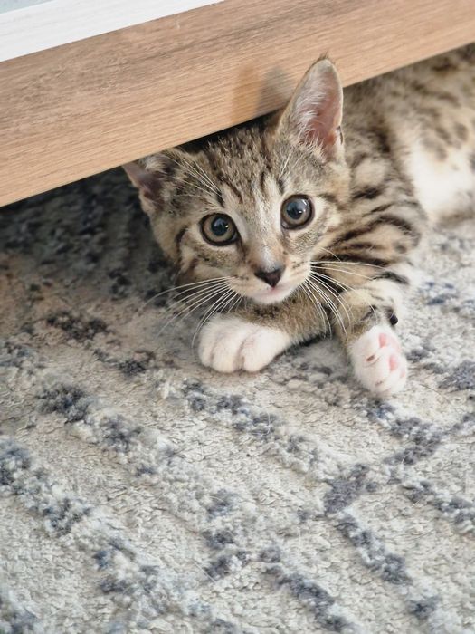Kot Bandyta do adopcji