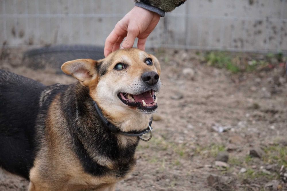 Mały niewidomy Fafik czeka na kochający dom!