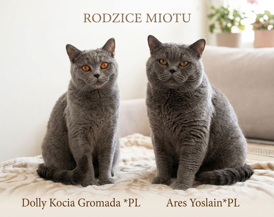 Kotka brytyjska rodowód FPL