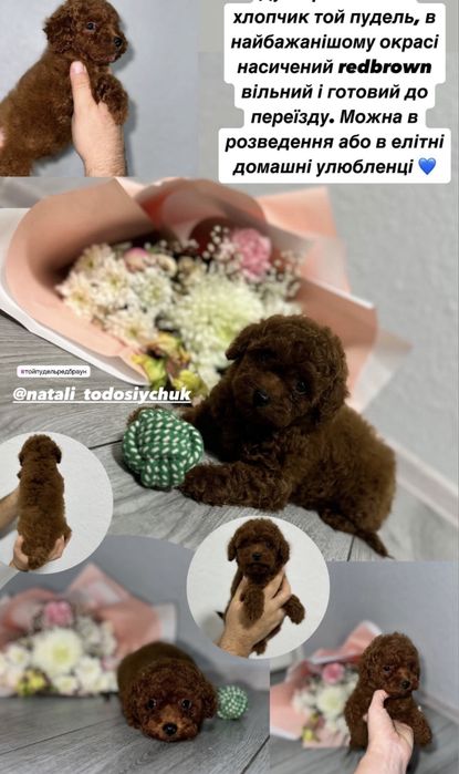 Маємо розкішних цуценят той пуделя