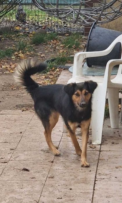 Kochana Sara do adopcji.