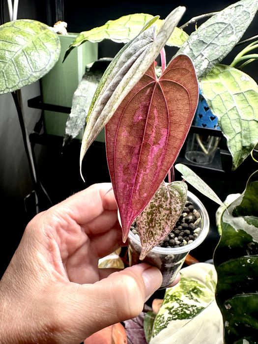 Diodcorea Pink Pixel - UKORZENIONA