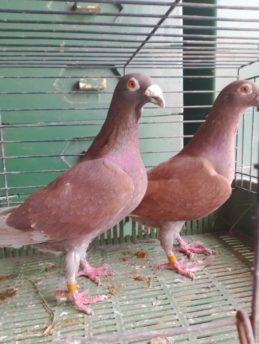 Sprzedam gołębie pocztowe para parzysta