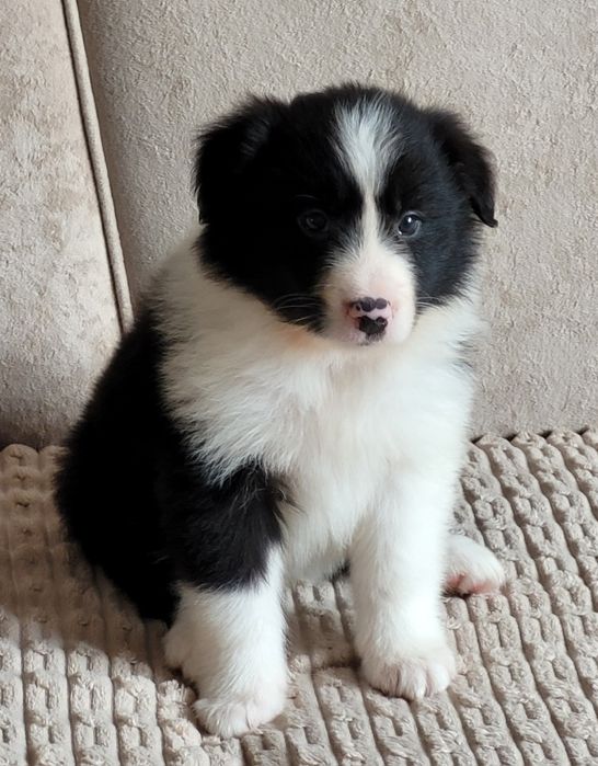 Border Collie Piesek  Zaprasza