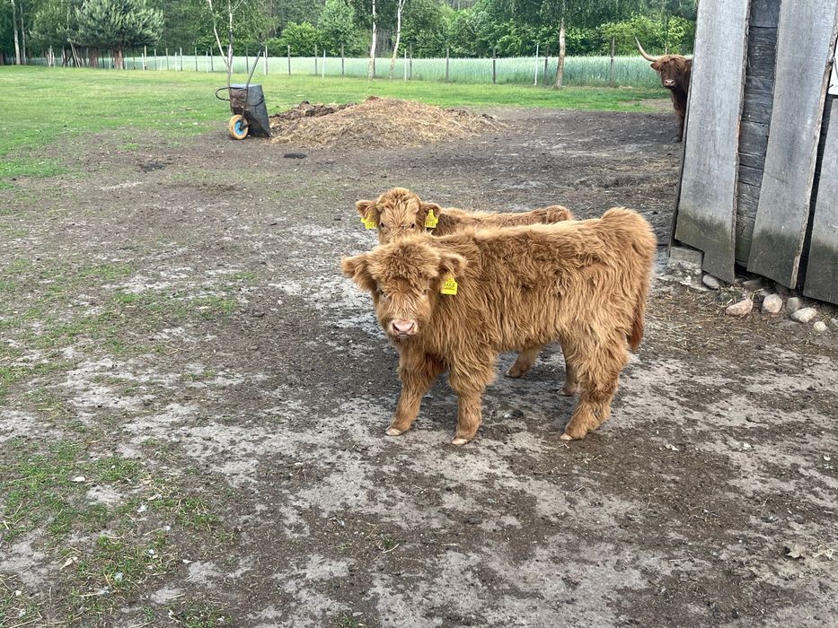 Cielaki Highland Cattle byk jałówka