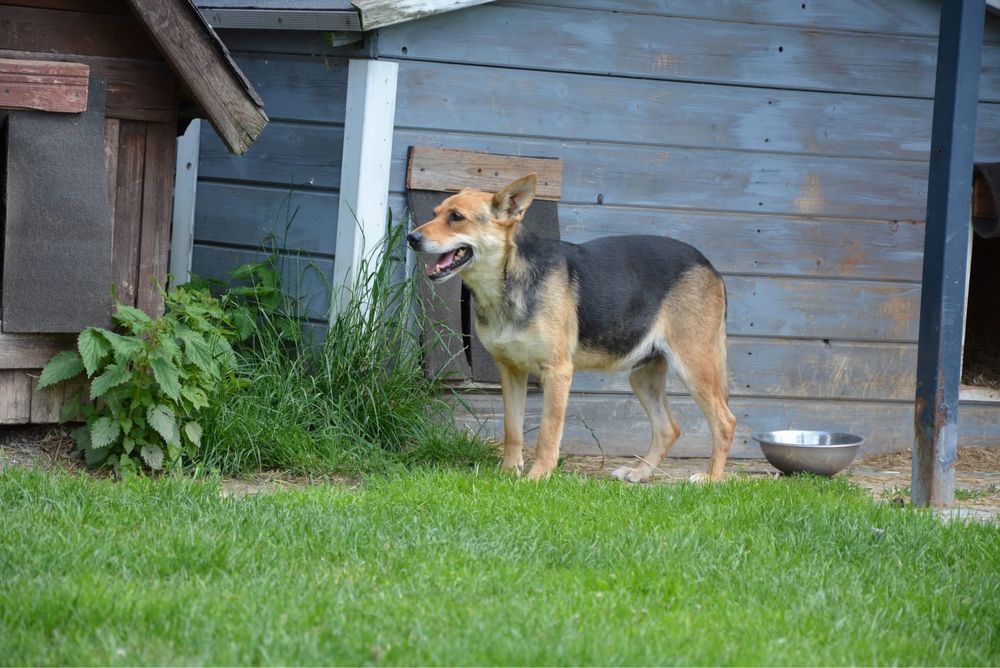 Simba-pies szuka doswiadczonego domu! Adopcja