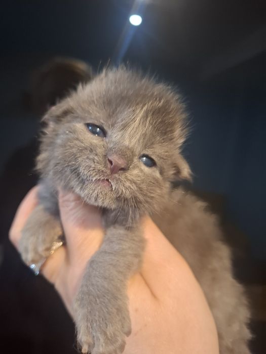 Linia duzych kotów prześliczny kocurek niebieski solid Maine Coon