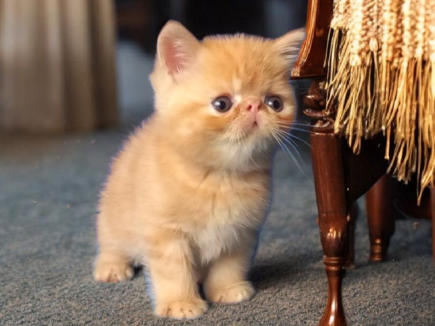 Рыжий экзотический