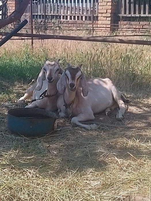 продам козлят, Нікопольський р-н