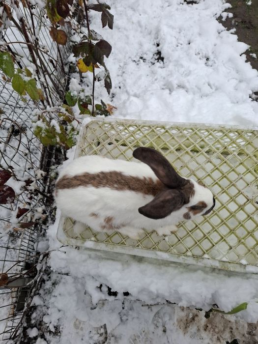 Srokacz srokacze samce