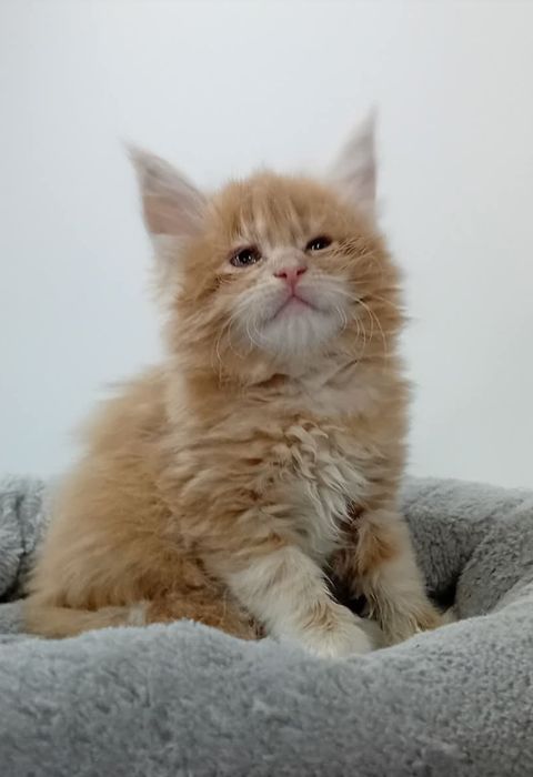 Gatinho Maine Coon com Lop