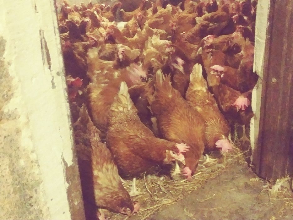 Kury młode nioski kokoszki transport pod dom zakopane