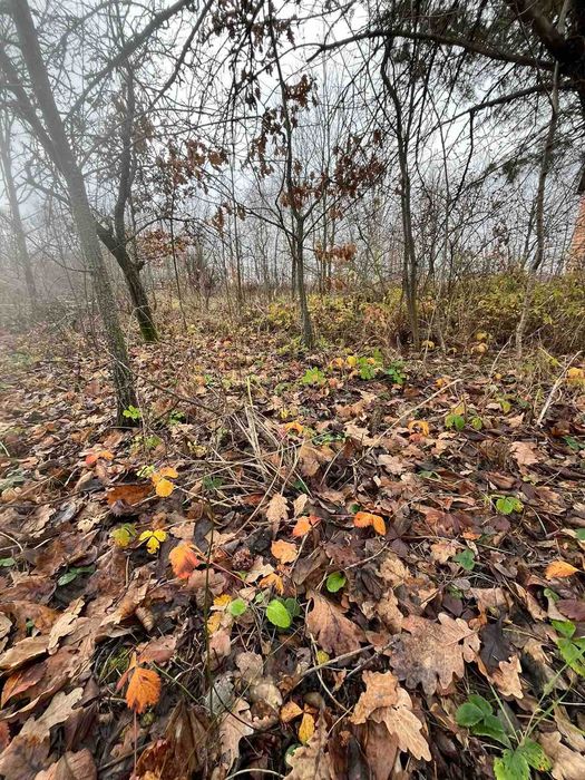 (5) Продаж ділянки в с.Некрасово 9793